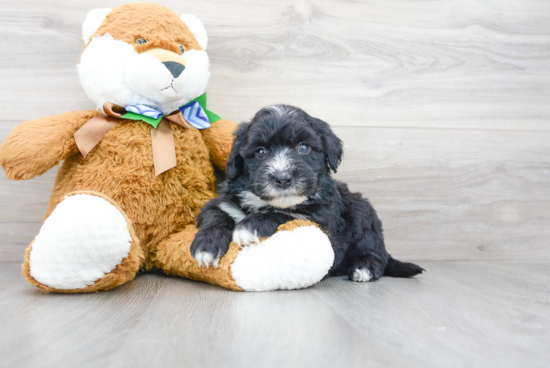 Popular Mini Sheepadoodle Poodle Mix Pup