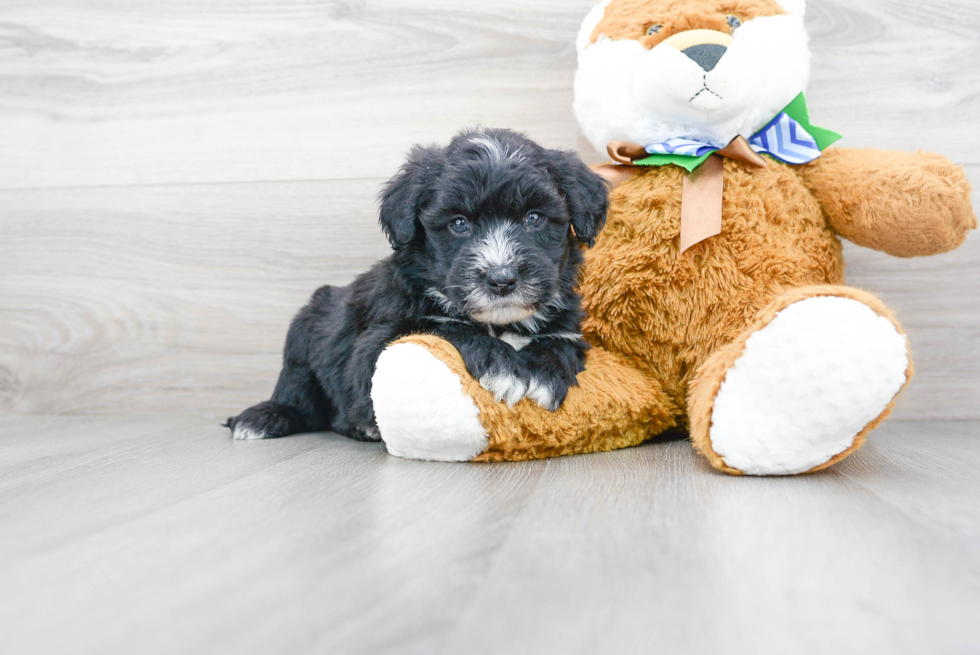 Fluffy Mini Sheepadoodle Poodle Mix Pup