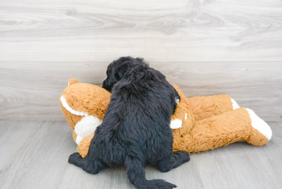 Mini Sheepadoodle Puppy for Adoption