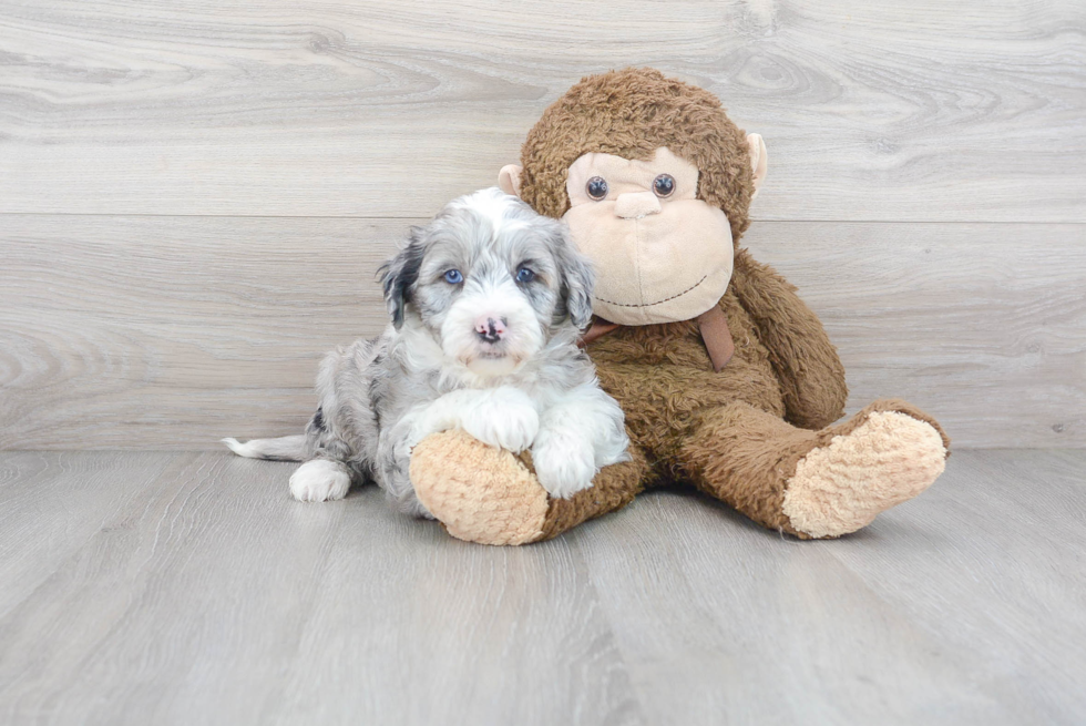 Energetic Sheep Dog Poodle Mix Puppy