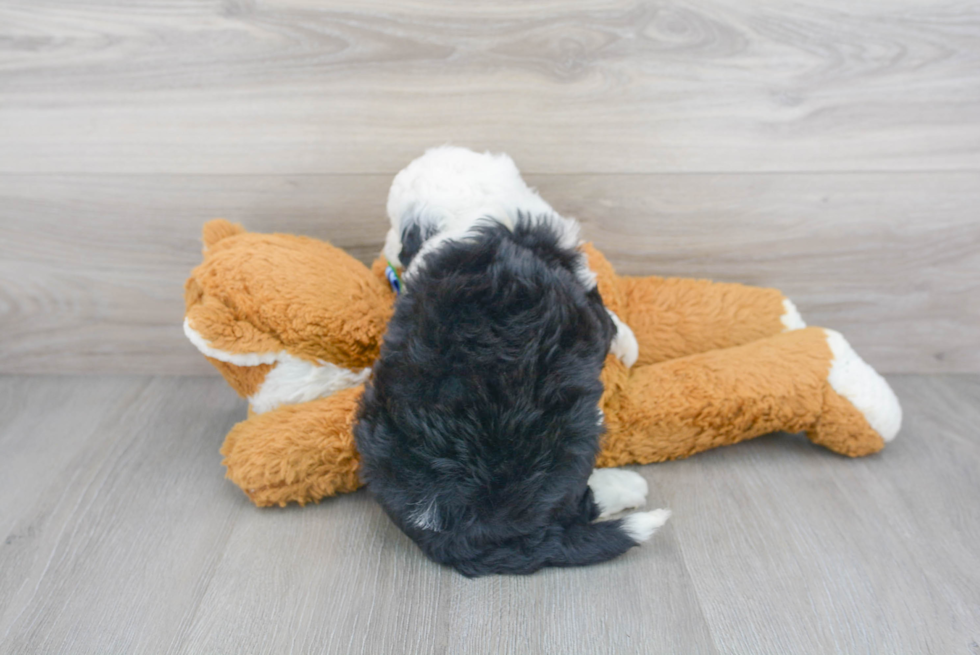 Best Mini Sheepadoodle Baby