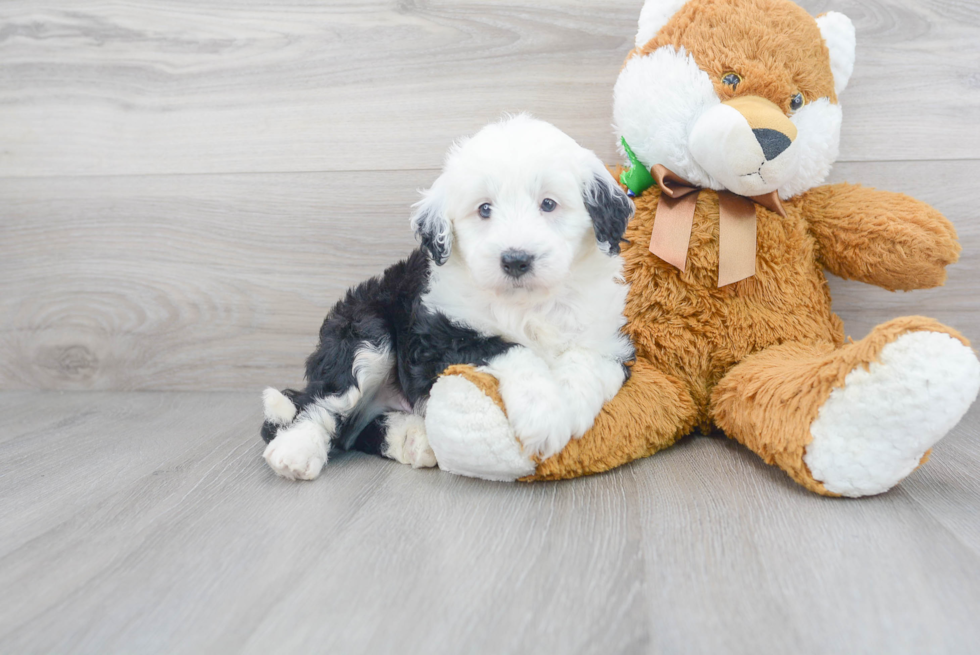 Petite Mini Sheepadoodle Poodle Mix Pup