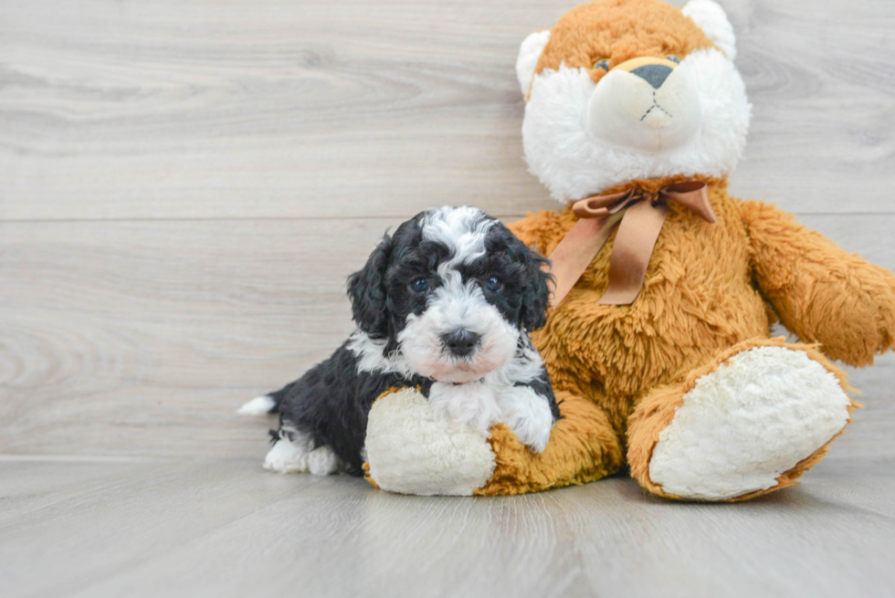 Mini Sheepadoodle Puppy for Adoption