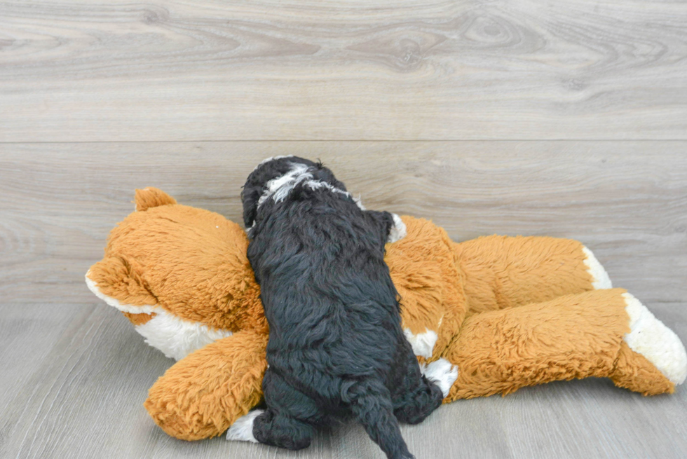 Best Mini Sheepadoodle Baby
