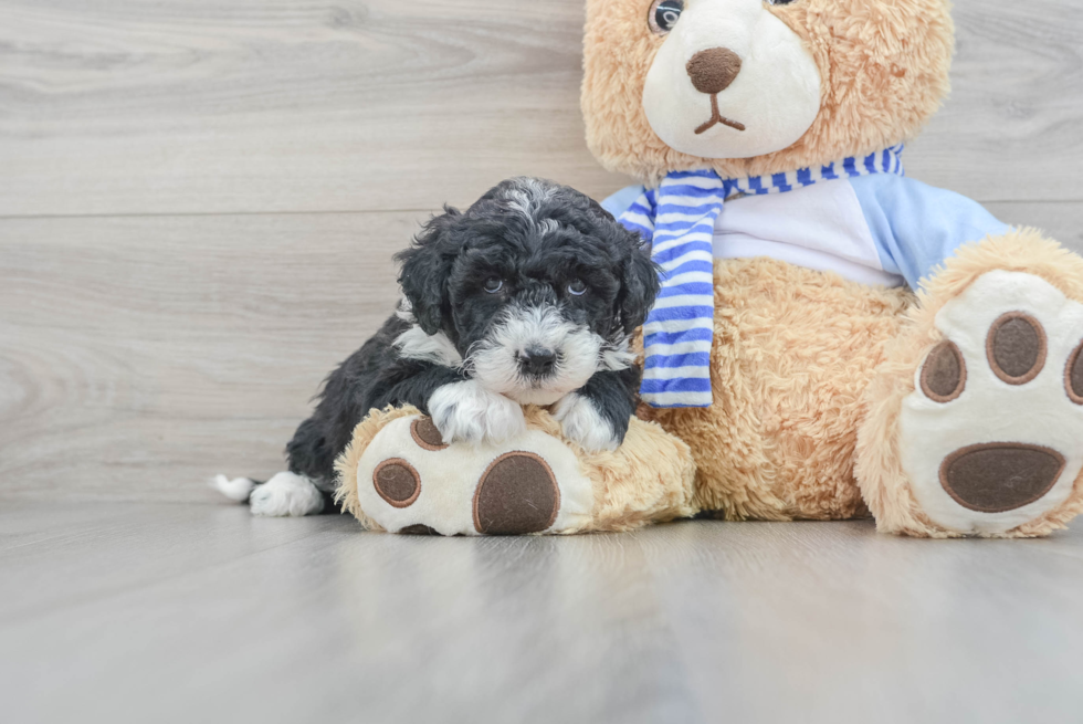 Cute Mini Sheepadoodle Baby