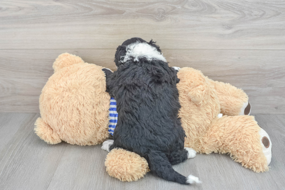 Playful Sheep Dog Poodle Mix Puppy