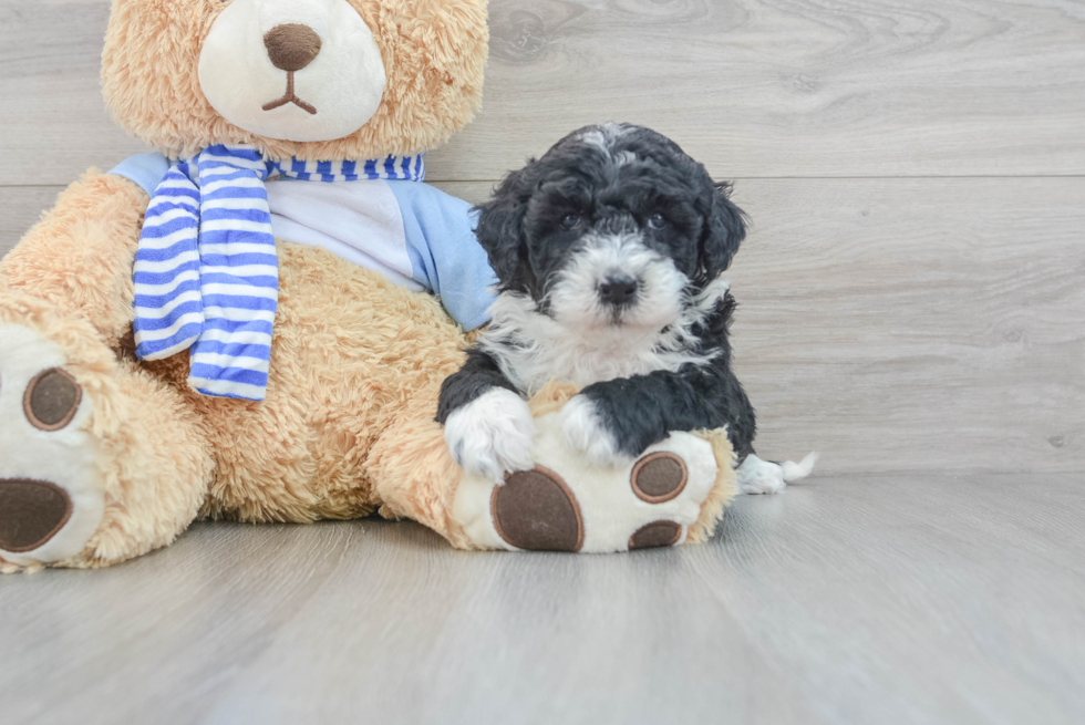 Mini Sheepadoodle Puppy for Adoption