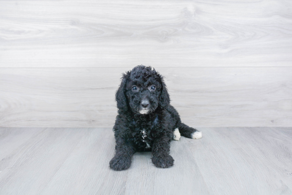 Mini Sheepadoodle Pup Being Cute