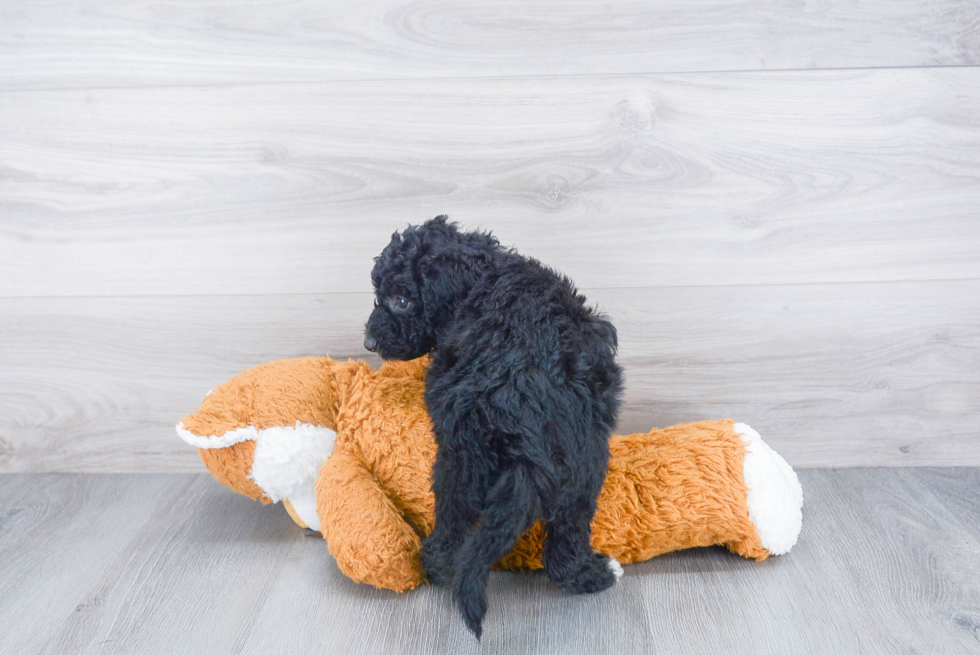 Little Sheep Dog Poodle Mix Puppy