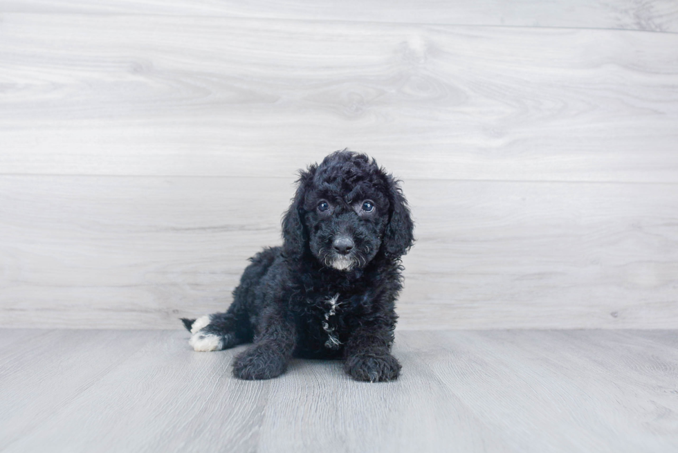 Mini Sheepadoodle Pup Being Cute