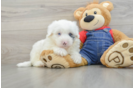 Energetic Mini Sheepapoo Poodle Mix Puppy