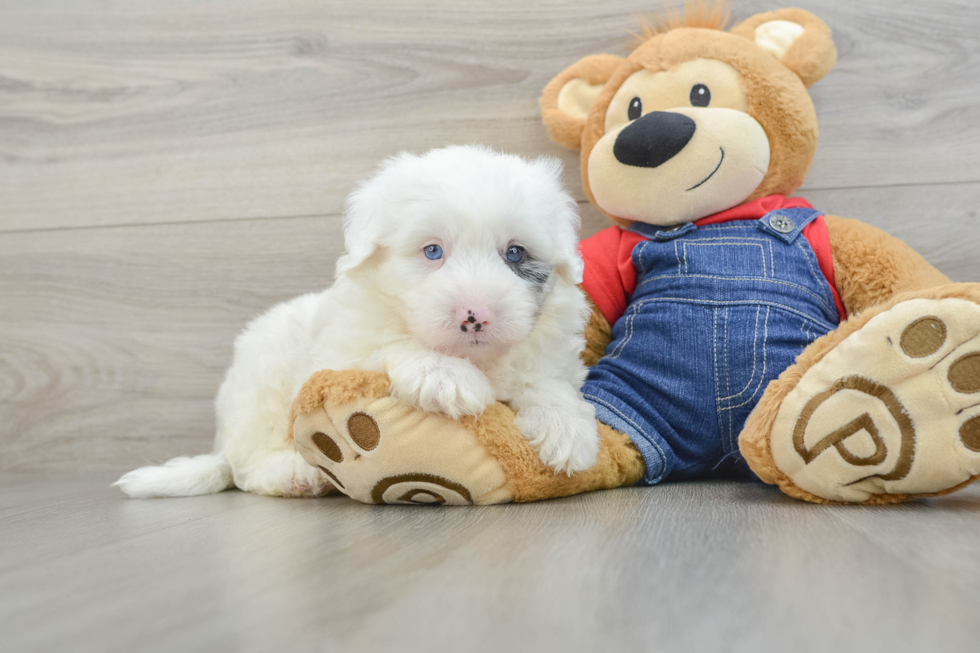 Energetic Mini Sheepapoo Poodle Mix Puppy