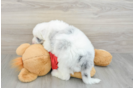 Little Sheeppoo Poodle Mix Puppy