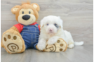 Little Sheeppoo Poodle Mix Puppy