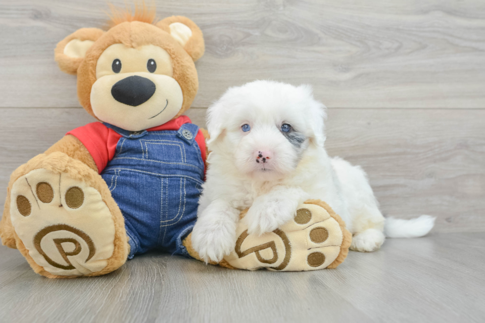 Little Sheeppoo Poodle Mix Puppy