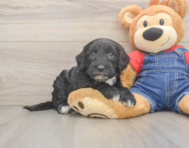 5 week old Mini Sheepadoodle Puppy For Sale - Premier Pups
