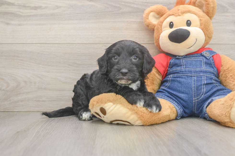 5 week old Mini Sheepadoodle Puppy For Sale - Premier Pups