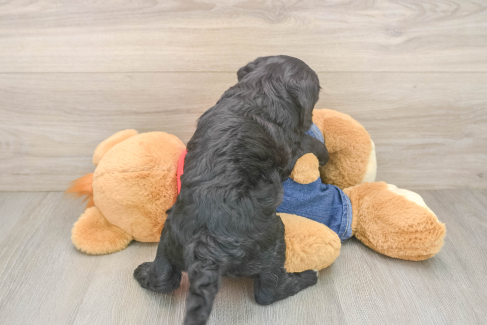 Little Sheeppoo Poodle Mix Puppy