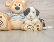 6 week old Mini Sheepadoodle Puppy For Sale - Premier Pups