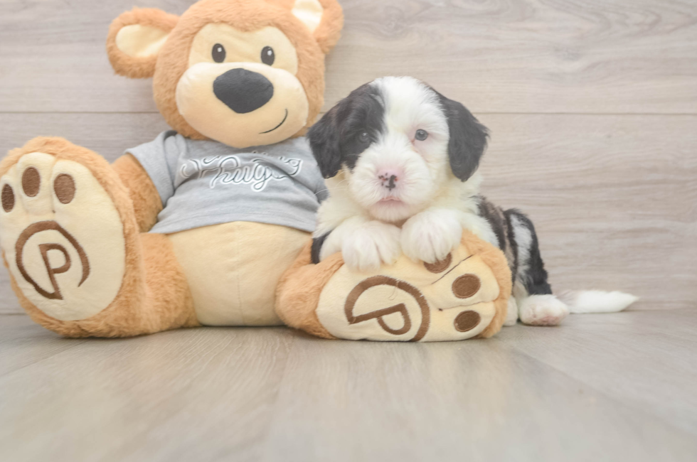 5 week old Mini Sheepadoodle Puppy For Sale - Premier Pups