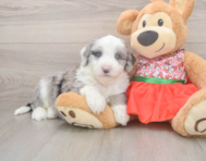 5 week old Mini Sheepadoodle Puppy For Sale - Premier Pups