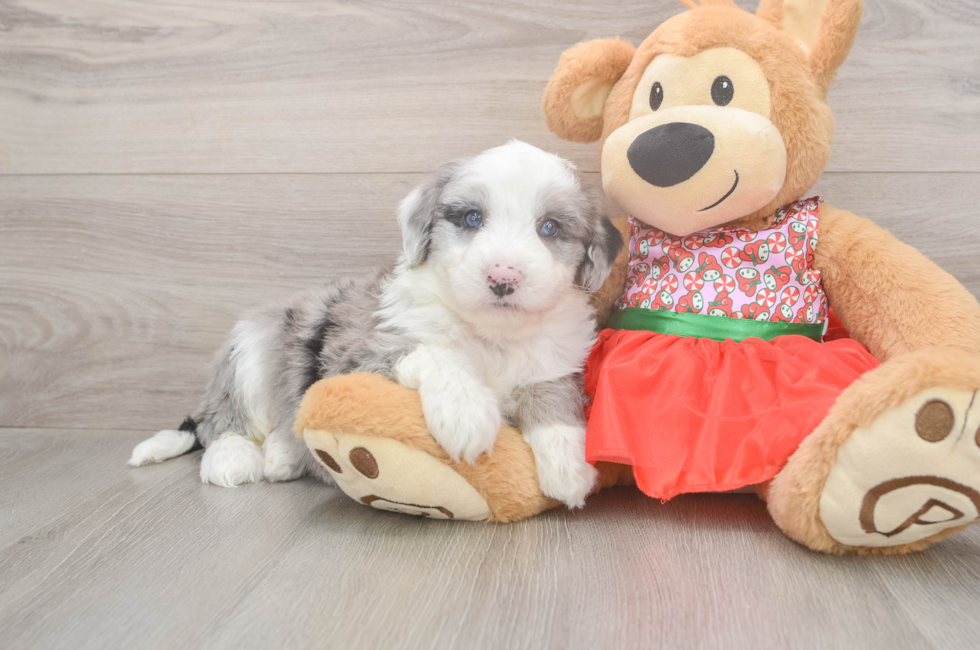 5 week old Mini Sheepadoodle Puppy For Sale - Premier Pups