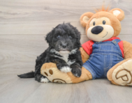 5 week old Mini Sheepadoodle Puppy For Sale - Premier Pups