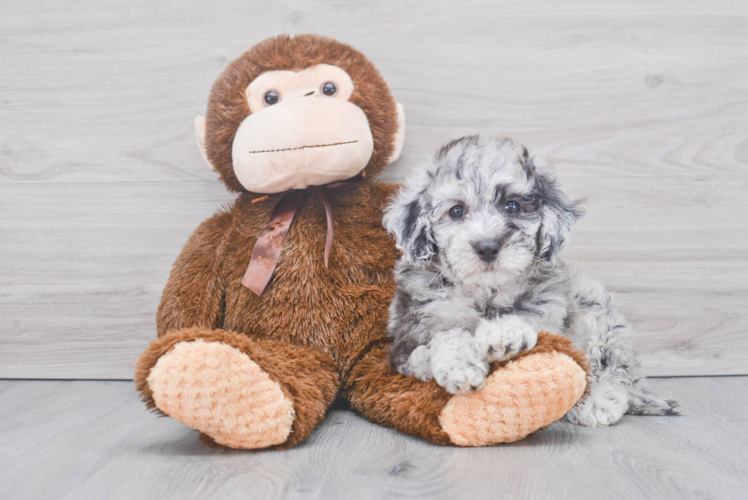 Mini Sheepadoodle Puppy for Adoption