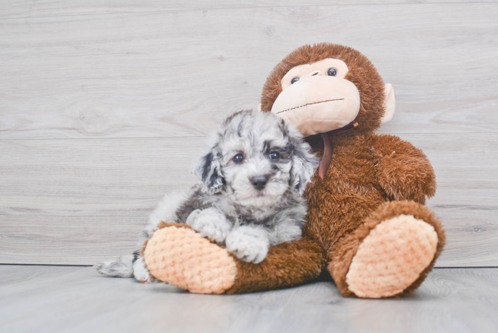 Mini Sheepadoodle Puppy for Adoption