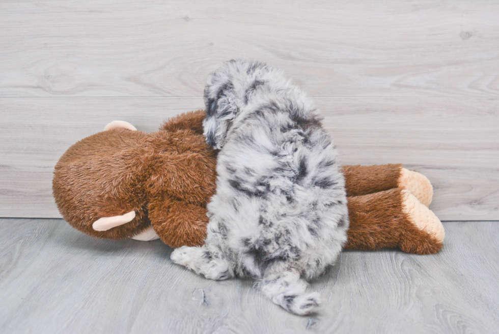 Adorable Sheep Dog Poodle Mix Puppy