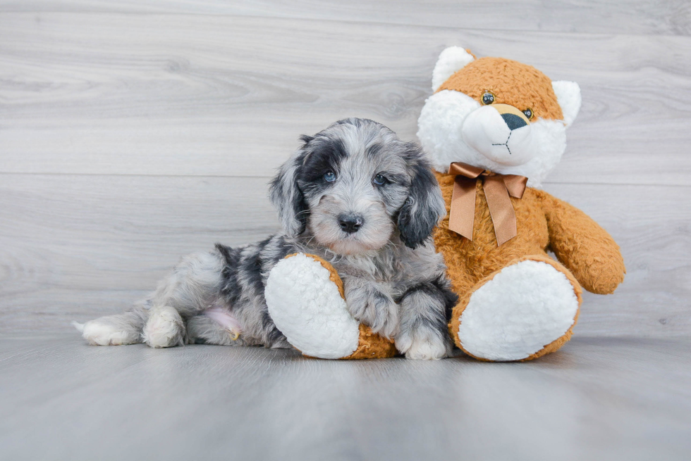 Mini Sheepadoodle Puppy for Adoption