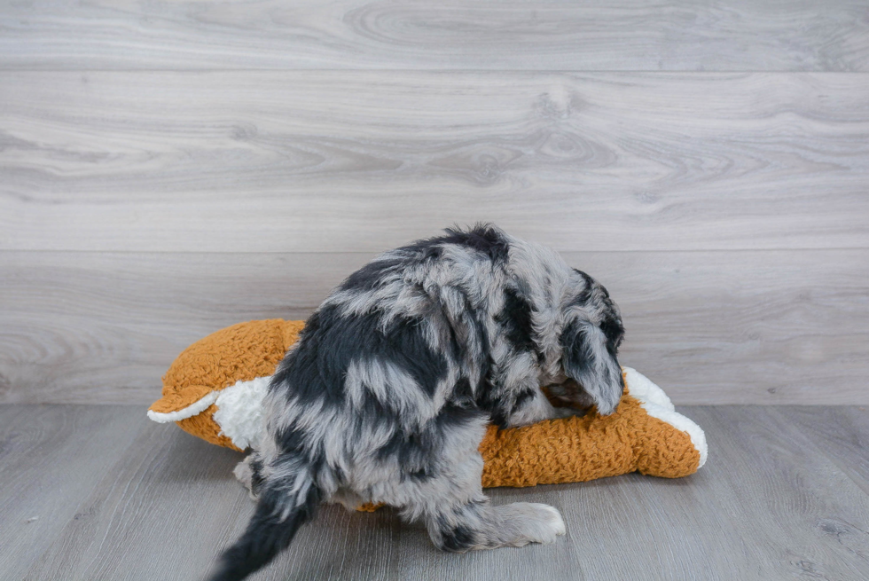 Popular Mini Sheepadoodle Poodle Mix Pup