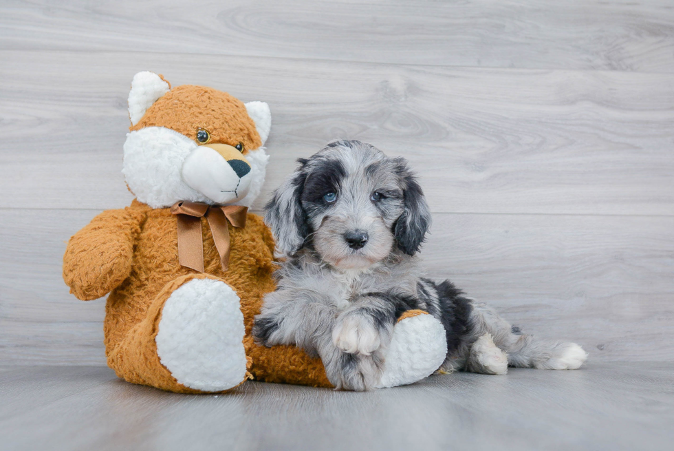 Mini Sheepadoodle Pup Being Cute