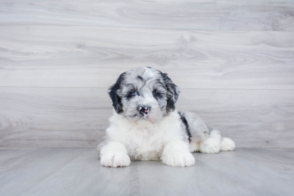 Best Mini Sheepadoodle Baby