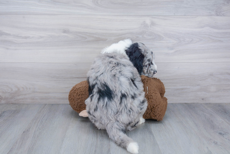 Best Mini Sheepadoodle Baby