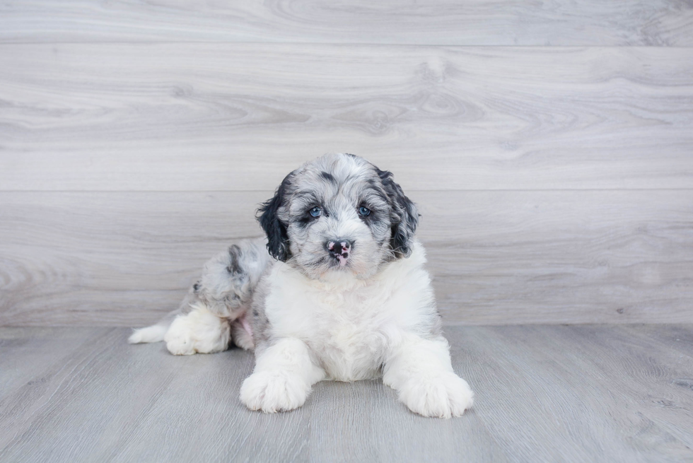 Happy Mini Sheepadoodle Baby