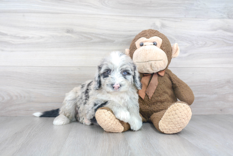 Mini Sheepadoodle Puppy for Adoption