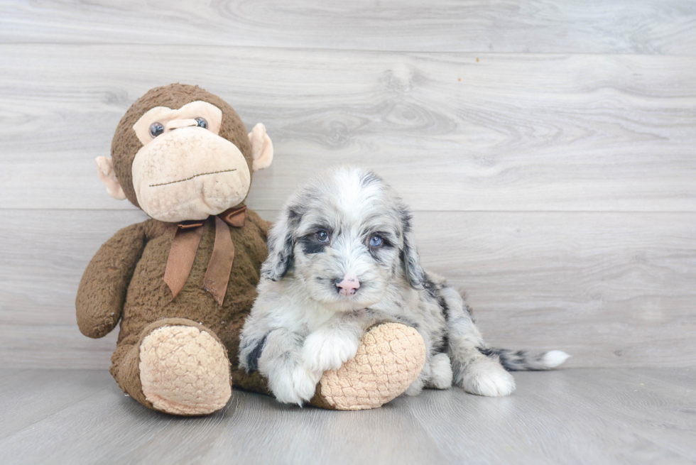 Playful Sheep Dog Poodle Mix Puppy