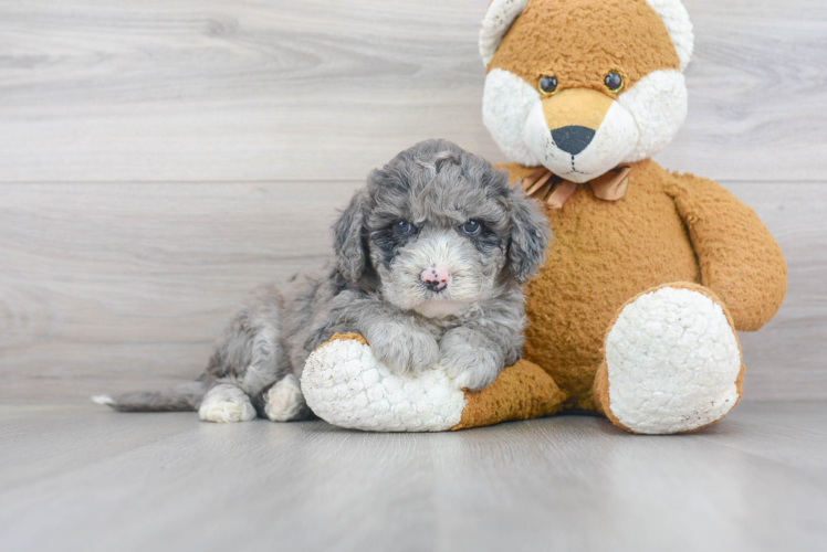 Best Mini Sheepadoodle Baby