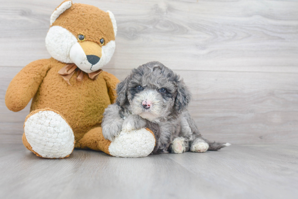 Friendly Mini Sheepadoodle Baby