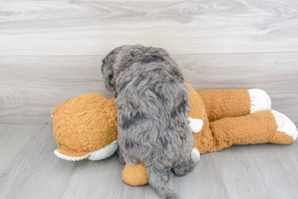 Popular Mini Sheepadoodle Poodle Mix Pup