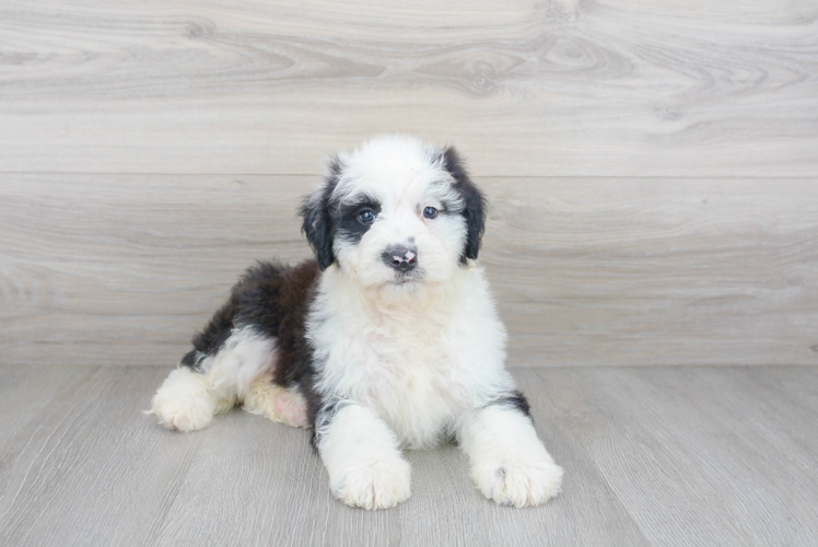 Fluffy Mini Sheepadoodle Poodle Mix Pup