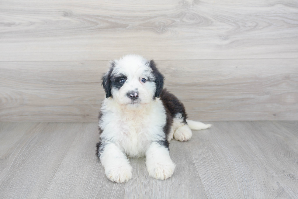 Hypoallergenic Sheep Dog Poodle Mix Puppy