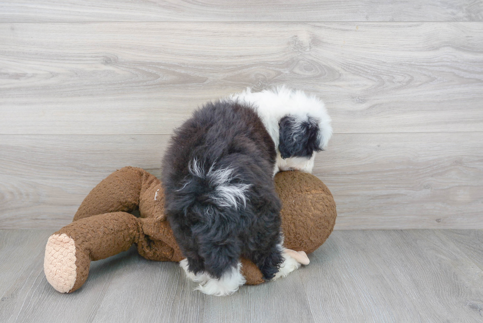 Small Mini Sheepadoodle Baby