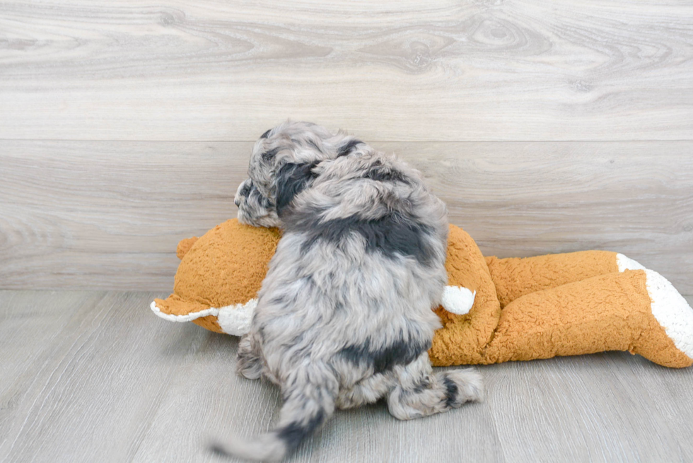 Petite Mini Sheepadoodle Poodle Mix Pup