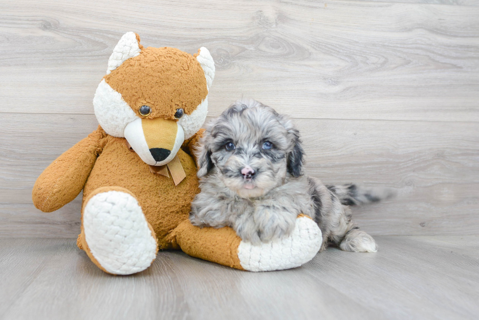 Mini Sheepadoodle Pup Being Cute