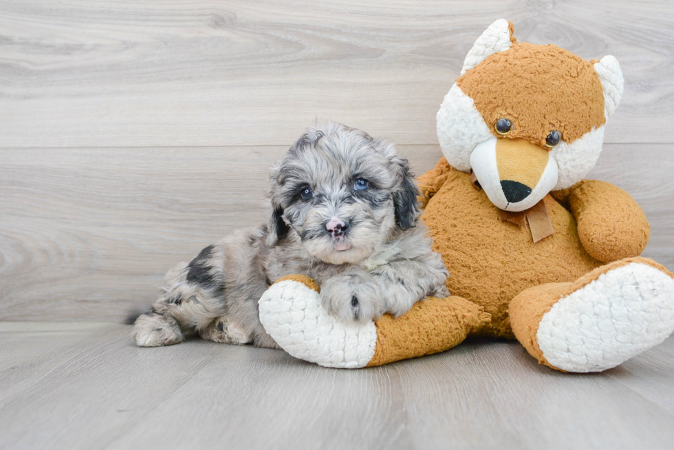 Mini Sheepadoodle Pup Being Cute