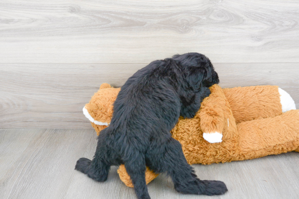 Smart Mini Sheepadoodle Poodle Mix Pup