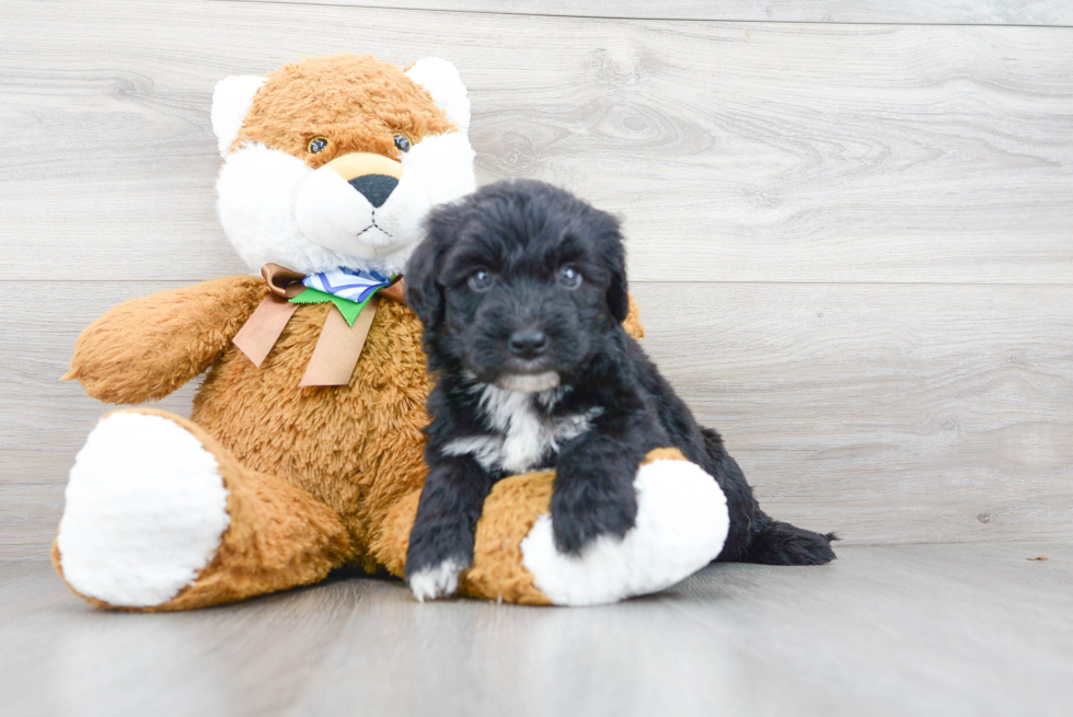 Mini Sheepadoodle Puppy for Adoption