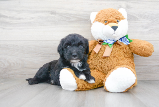 Mini Sheepadoodle Pup Being Cute